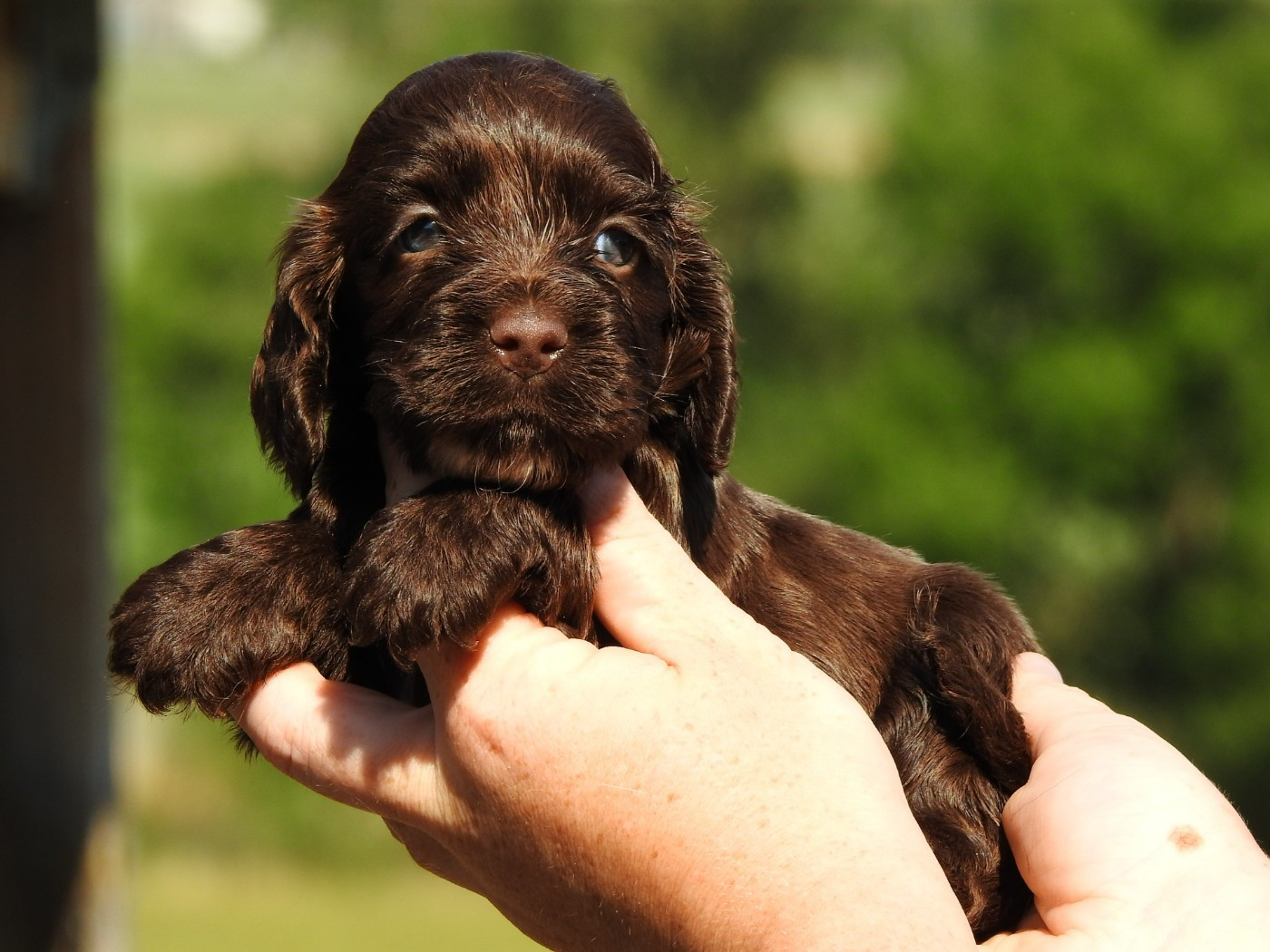 Du Clos De La Majesty - Chiots disponibles - Cocker Spaniel Anglais