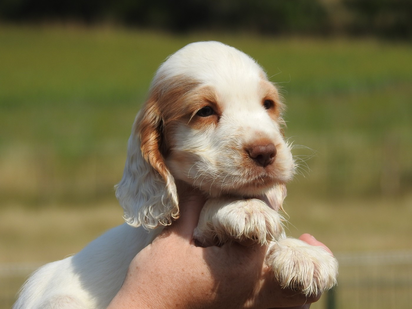 Du Clos De La Majesty - Chiots disponibles - Cocker Spaniel Anglais