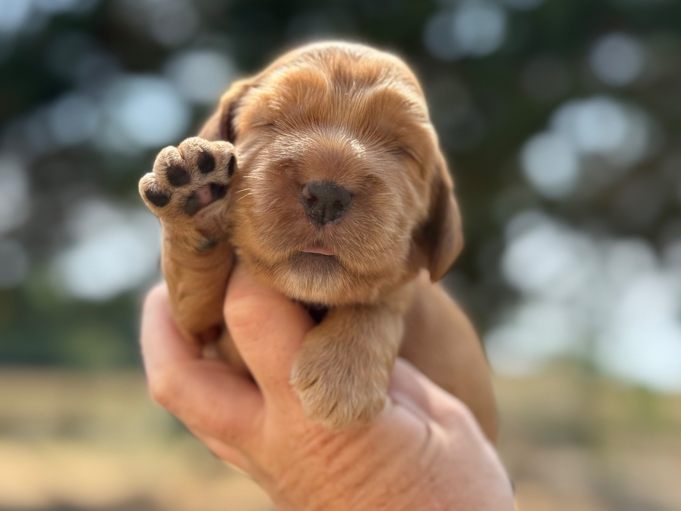 Du Clos De La Majesty - Chiots disponibles - Cocker Spaniel Anglais