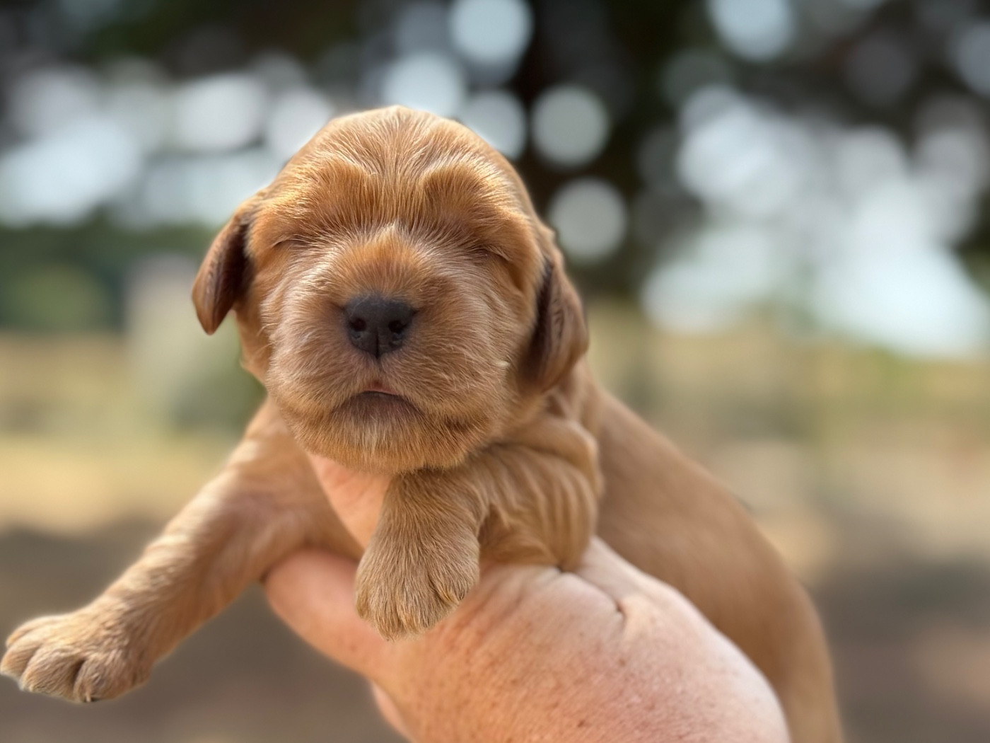 Du Clos De La Majesty - Chiots disponibles - Cocker Spaniel Anglais
