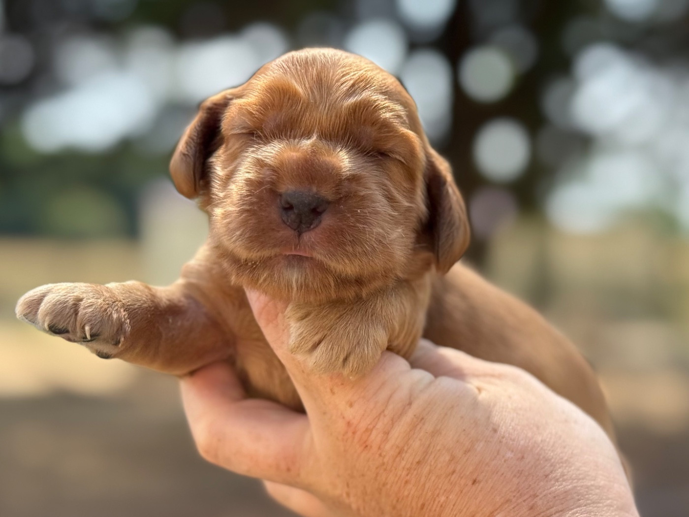 Du Clos De La Majesty - Chiots disponibles - Cocker Spaniel Anglais