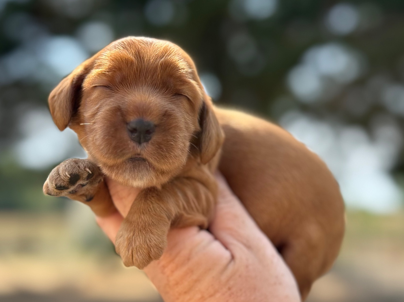 Du Clos De La Majesty - Chiots disponibles - Cocker Spaniel Anglais
