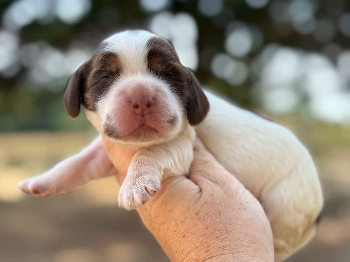 Du Clos De La Majesty - Chiots disponibles - Cocker Spaniel Anglais