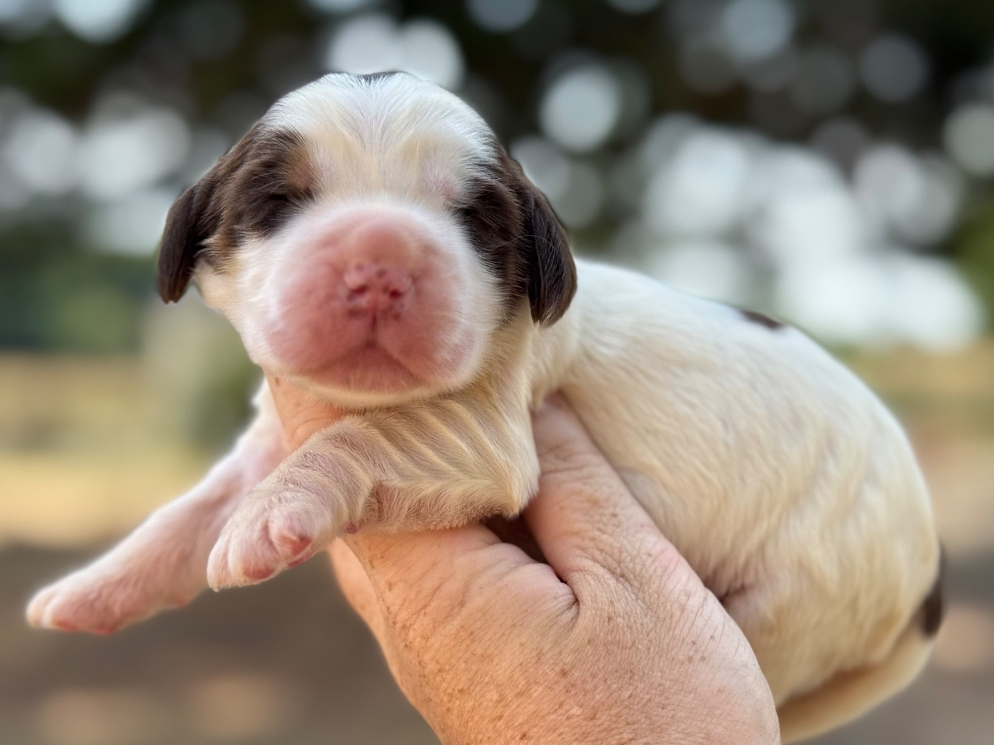 Du Clos De La Majesty - Chiots disponibles - Cocker Spaniel Anglais