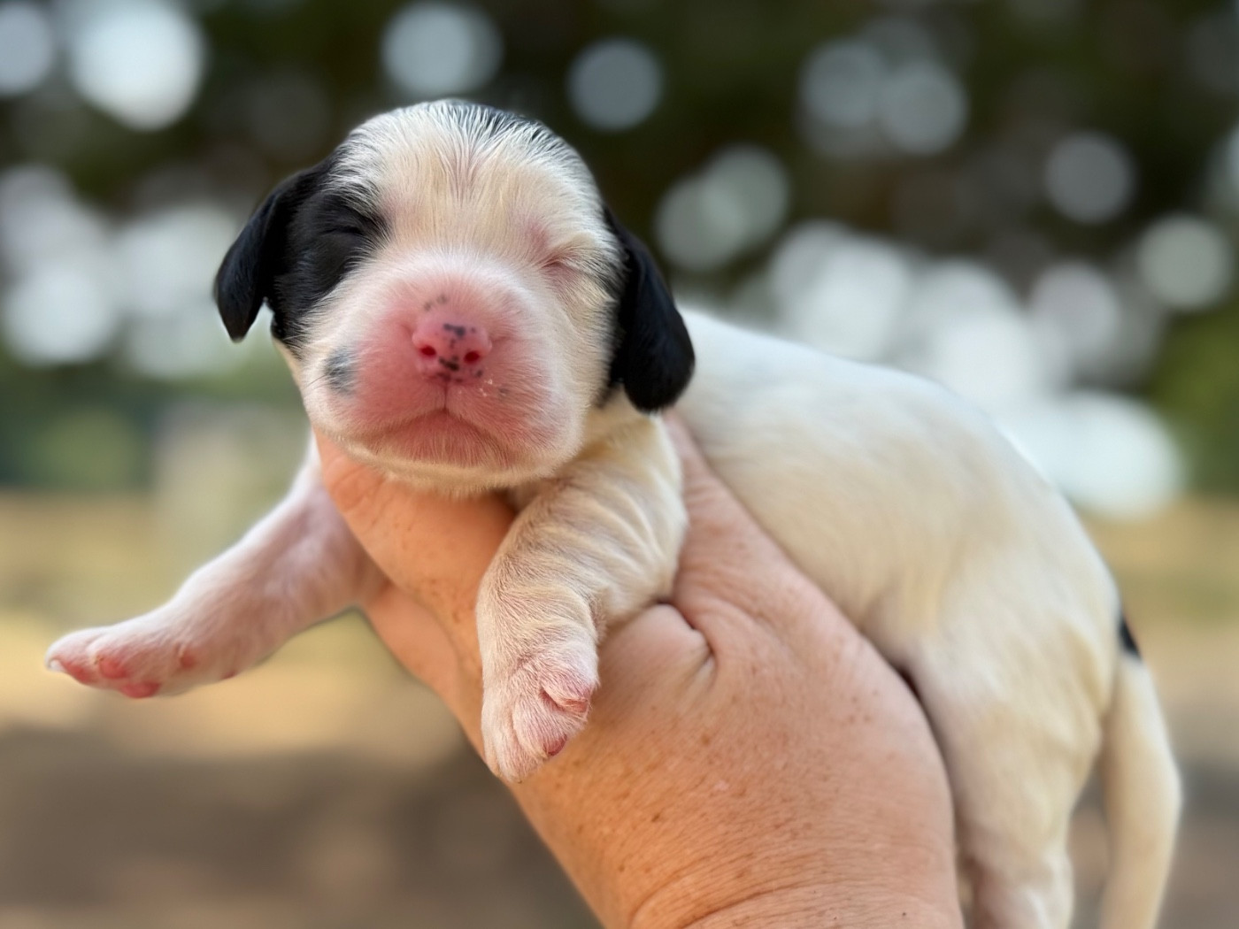 Du Clos De La Majesty - Chiots disponibles - Cocker Spaniel Anglais