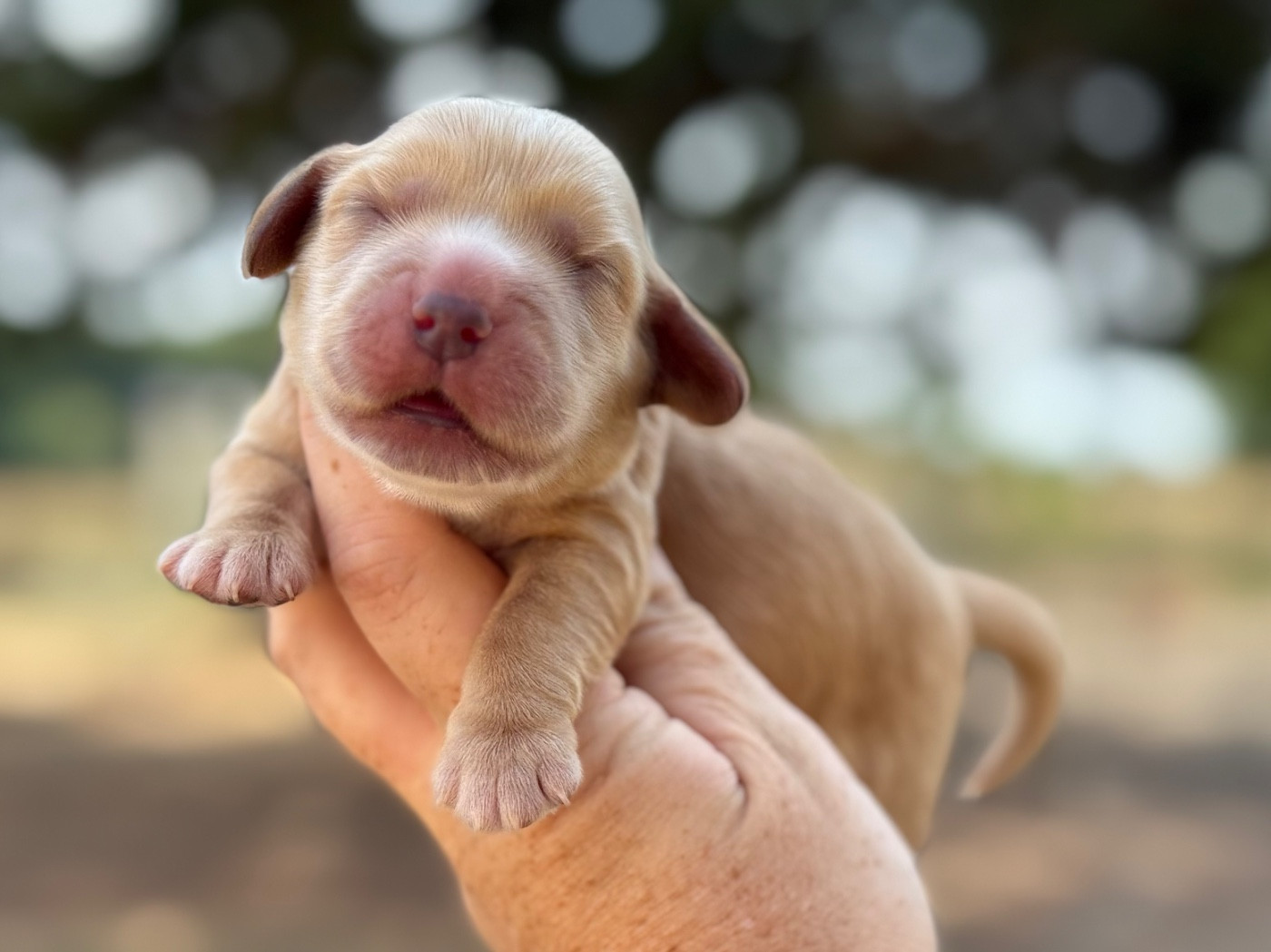 Du Clos De La Majesty - Chiots disponibles - Cocker Spaniel Anglais