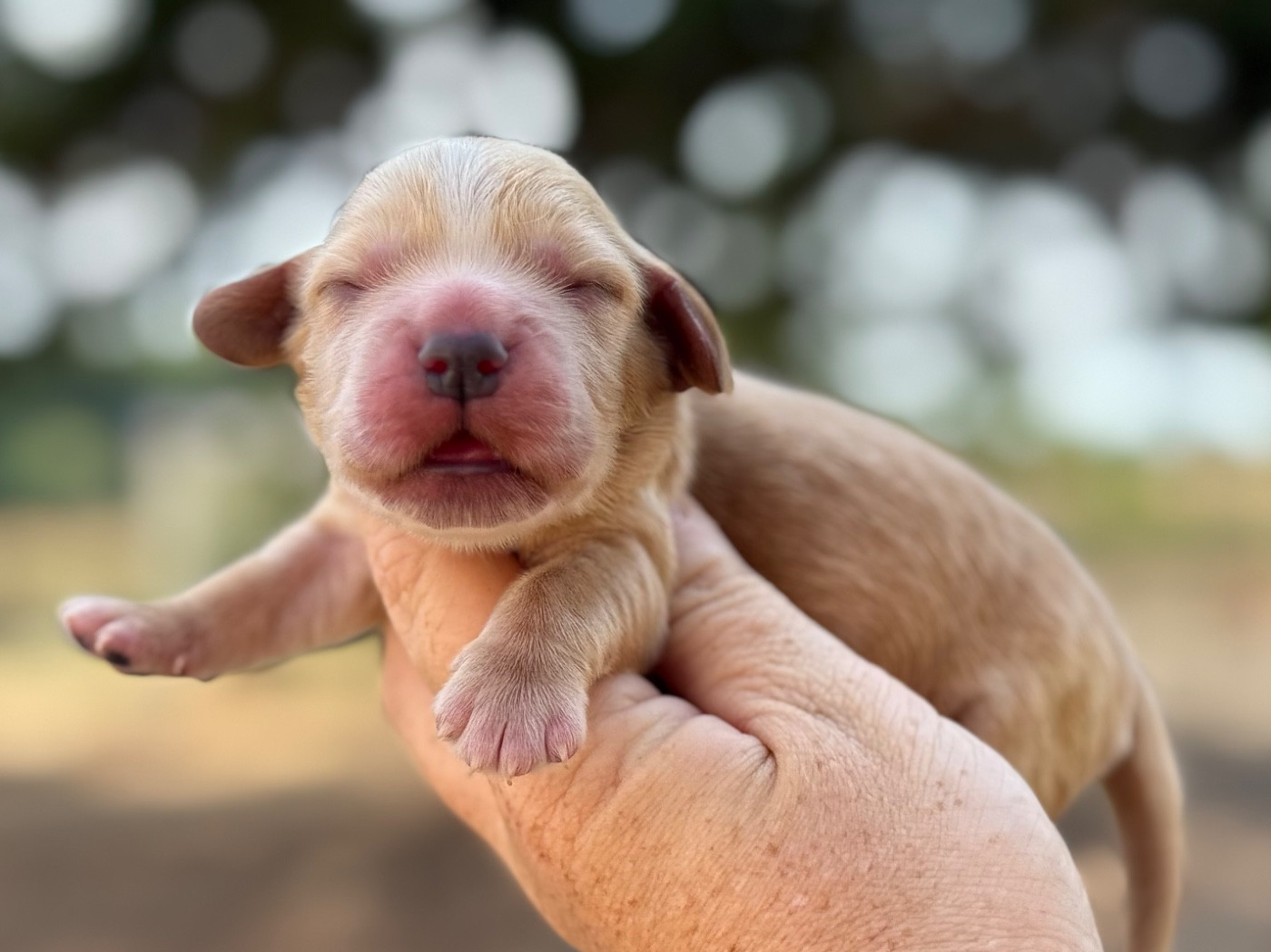 Du Clos De La Majesty - Chiots disponibles - Cocker Spaniel Anglais