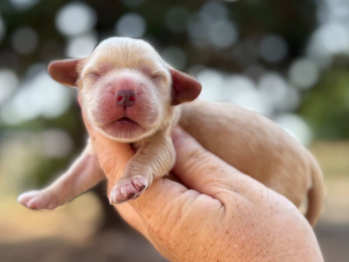 Du Clos De La Majesty - Chiots disponibles - Cocker Spaniel Anglais