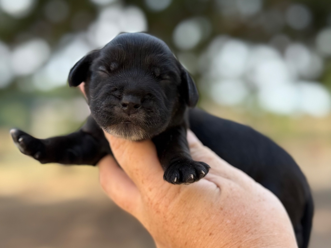 Du Clos De La Majesty - Chiots disponibles - Cocker Spaniel Anglais