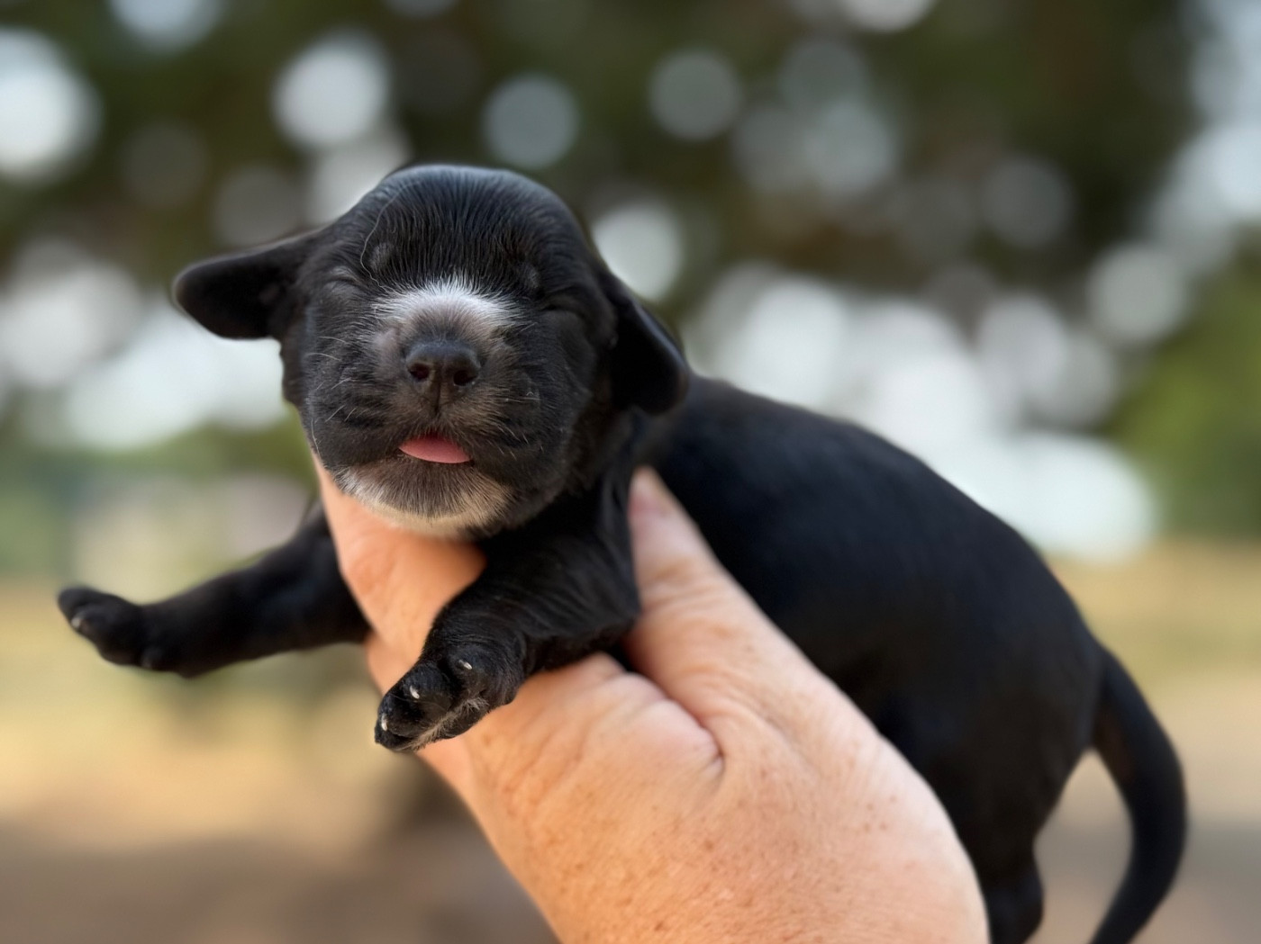 Du Clos De La Majesty - Chiots disponibles - Cocker Spaniel Anglais