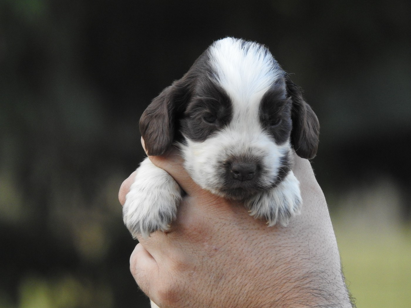 Du Clos De La Majesty - Chiots disponibles - Cocker Spaniel Anglais