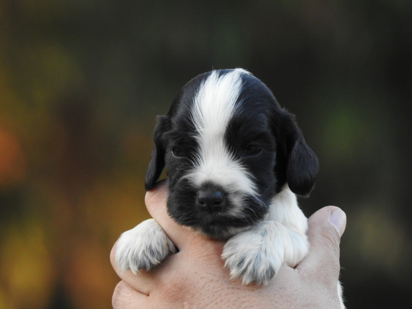 Du Clos De La Majesty - Chiots disponibles - Cocker Spaniel Anglais