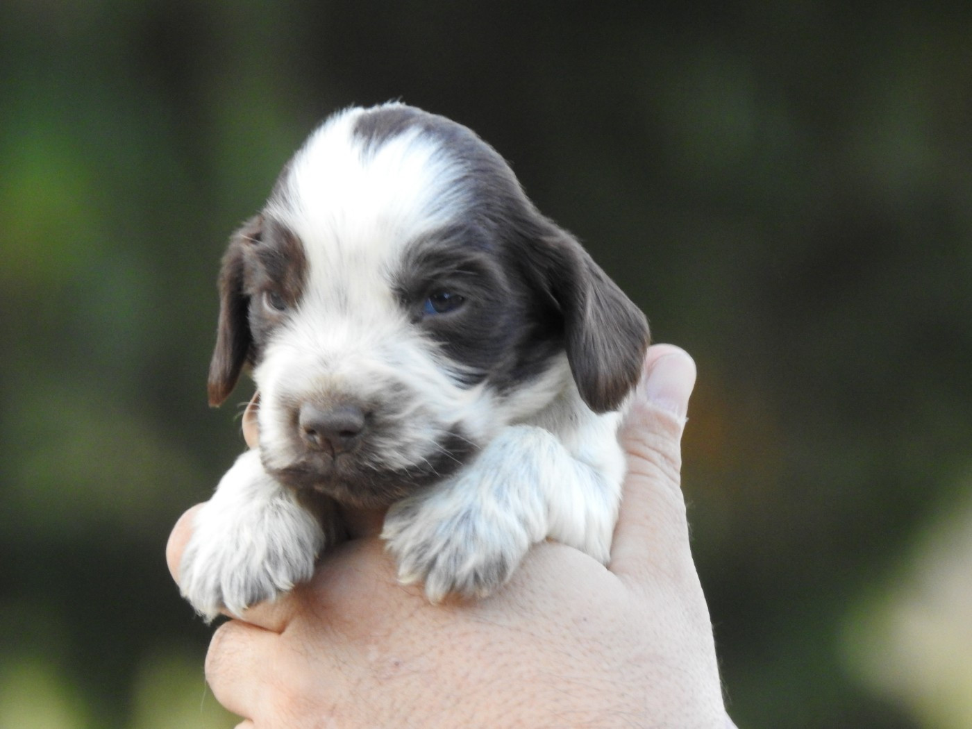 Du Clos De La Majesty - Chiots disponibles - Cocker Spaniel Anglais