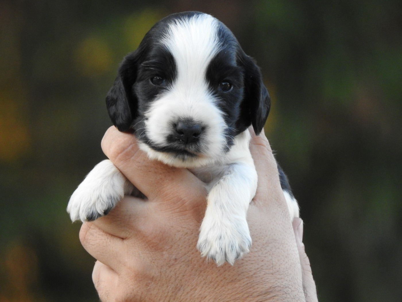 Du Clos De La Majesty - Chiots disponibles - Cocker Spaniel Anglais