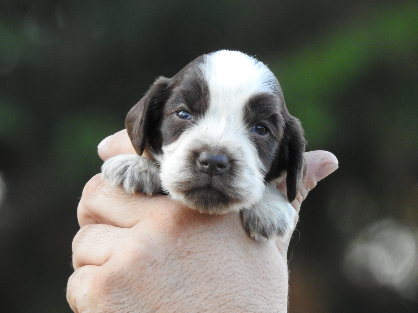 Du Clos De La Majesty - Chiots disponibles - Cocker Spaniel Anglais