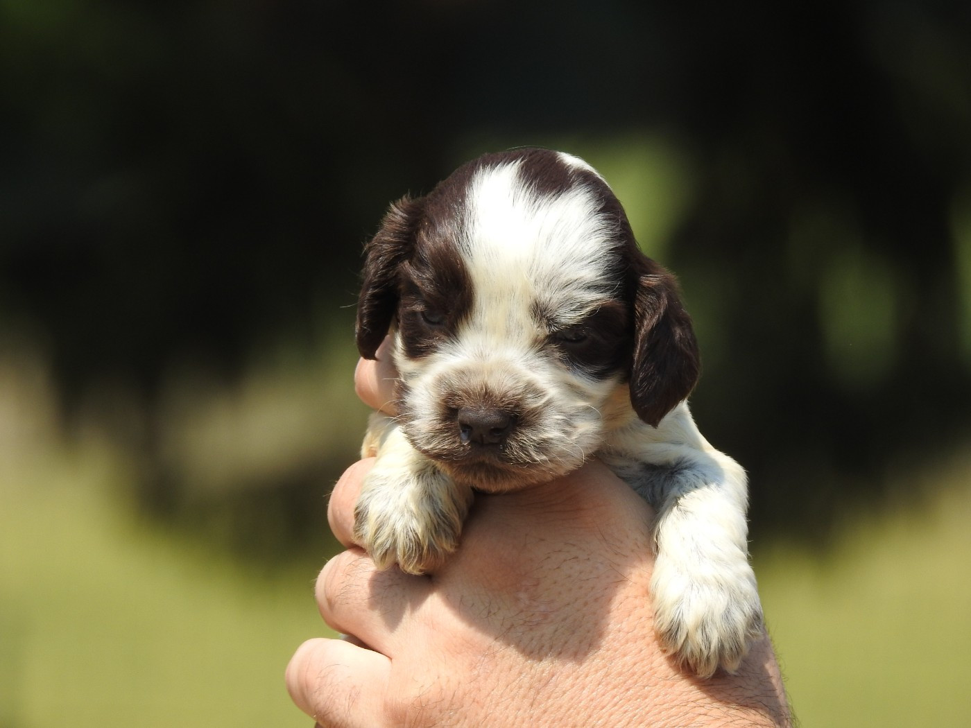 Du Clos De La Majesty - Chiots disponibles - Cocker Spaniel Anglais
