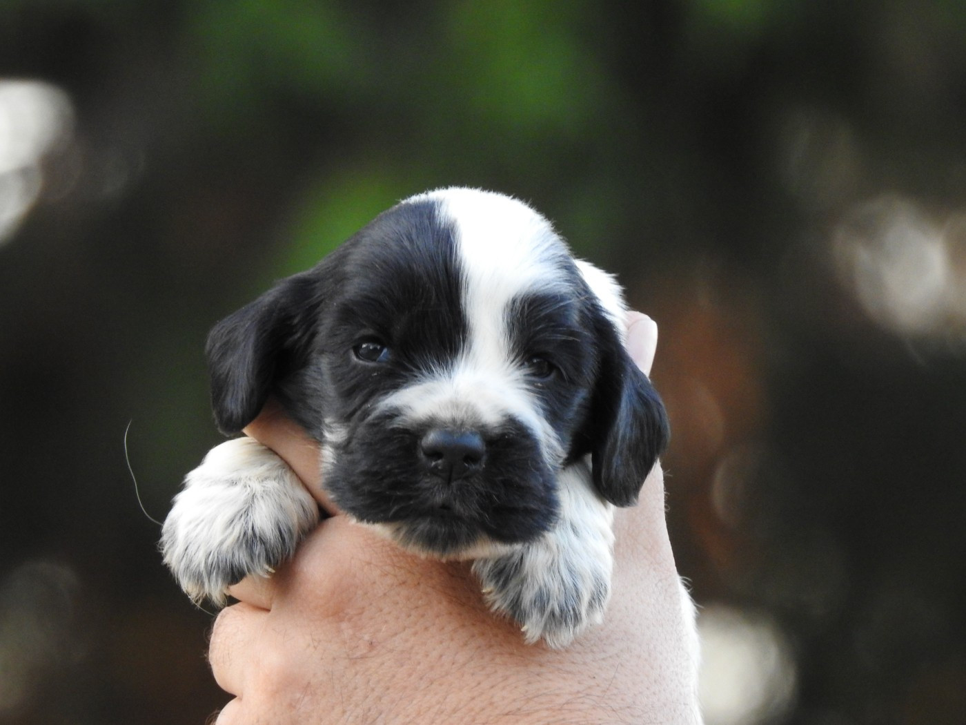 Chiot Cocker Spaniel Anglais Du Clos De La Majesty