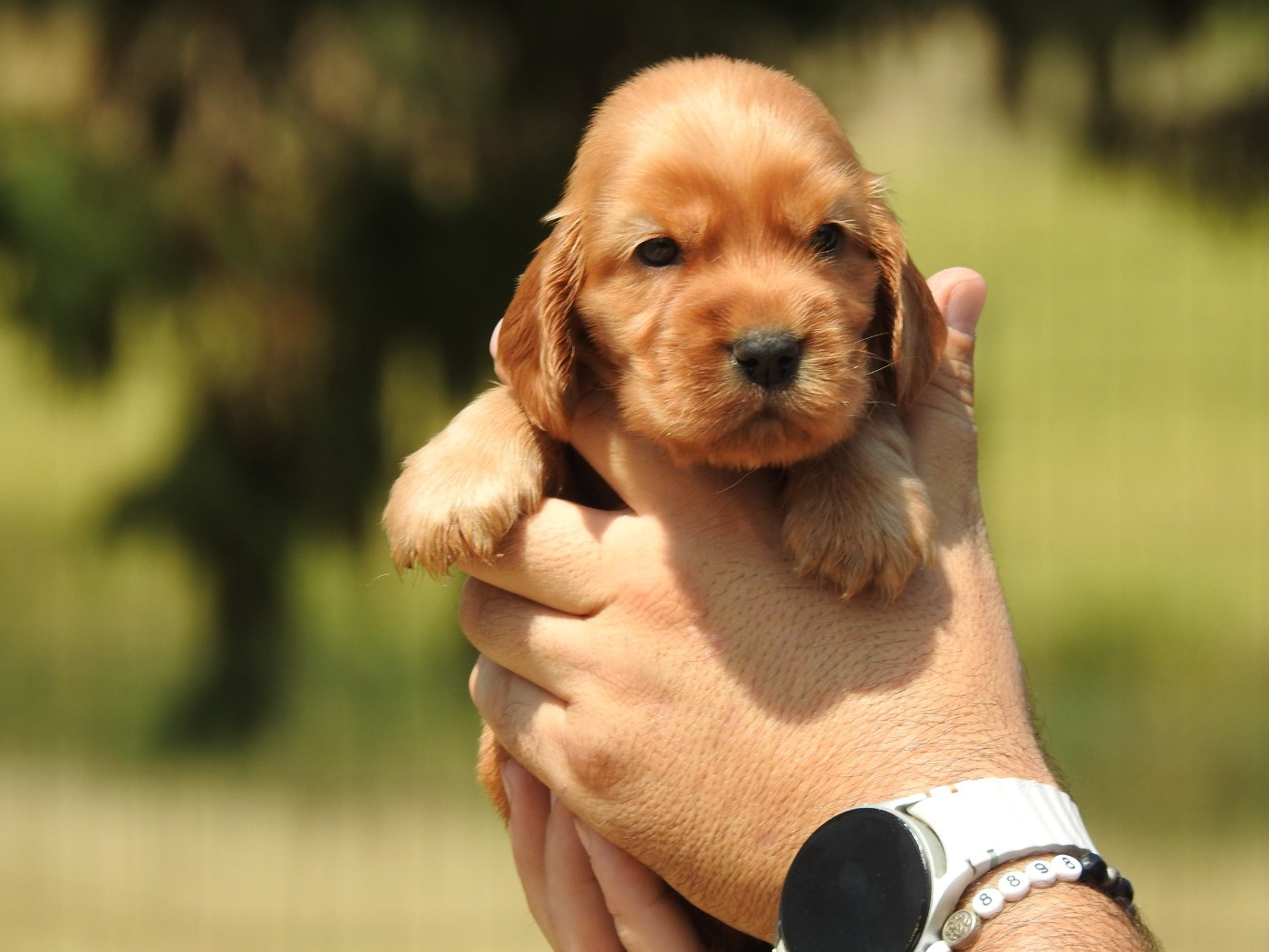 Du Clos De La Majesty - Chiots disponibles - Cocker Spaniel Anglais