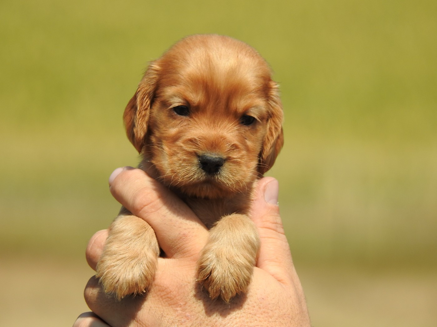 Du Clos De La Majesty - Chiots disponibles - Cocker Spaniel Anglais
