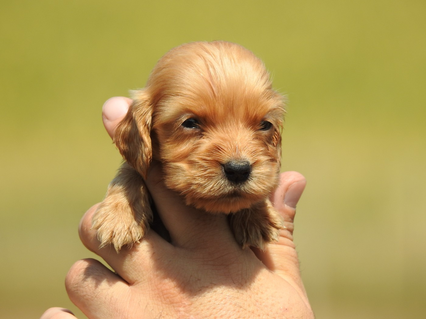 Du Clos De La Majesty - Chiots disponibles - Cocker Spaniel Anglais