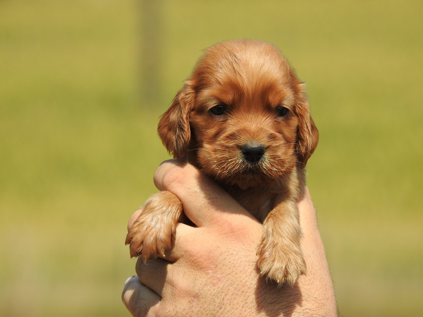 Du Clos De La Majesty - Chiots disponibles - Cocker Spaniel Anglais