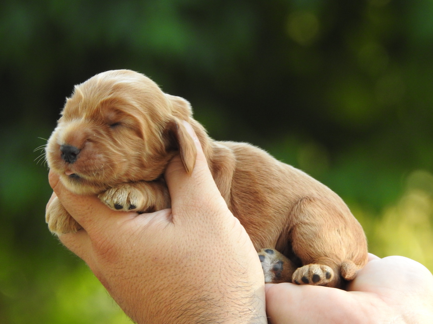 Du Clos De La Majesty - Chiots disponibles - Cocker Spaniel Anglais