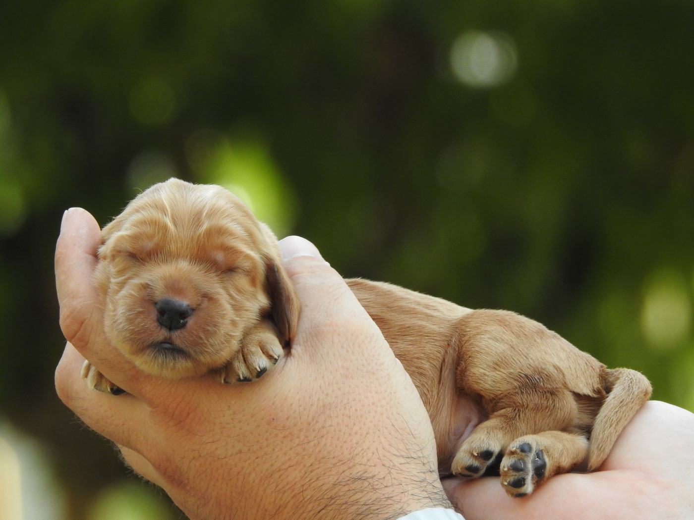 Du Clos De La Majesty - Chiots disponibles - Cocker Spaniel Anglais