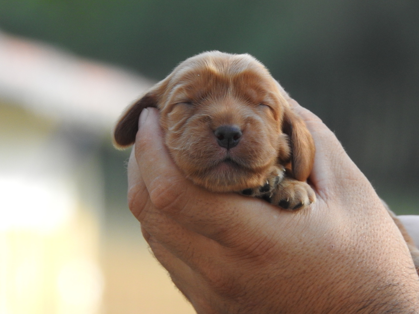 Du Clos De La Majesty - Chiots disponibles - Cocker Spaniel Anglais