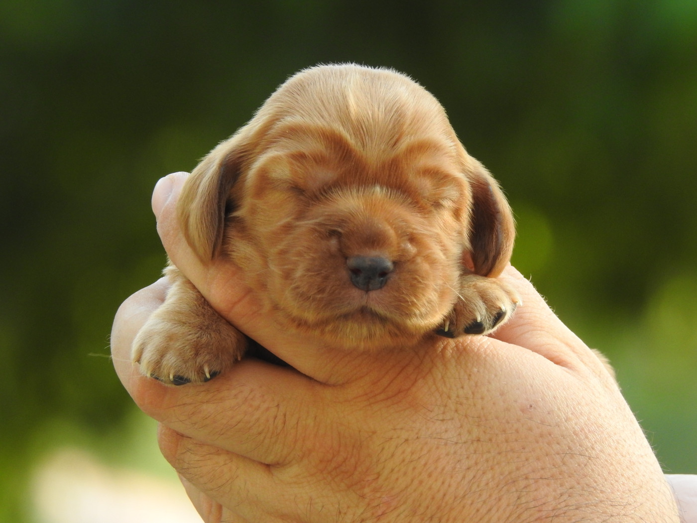 Du Clos De La Majesty - Chiots disponibles - Cocker Spaniel Anglais