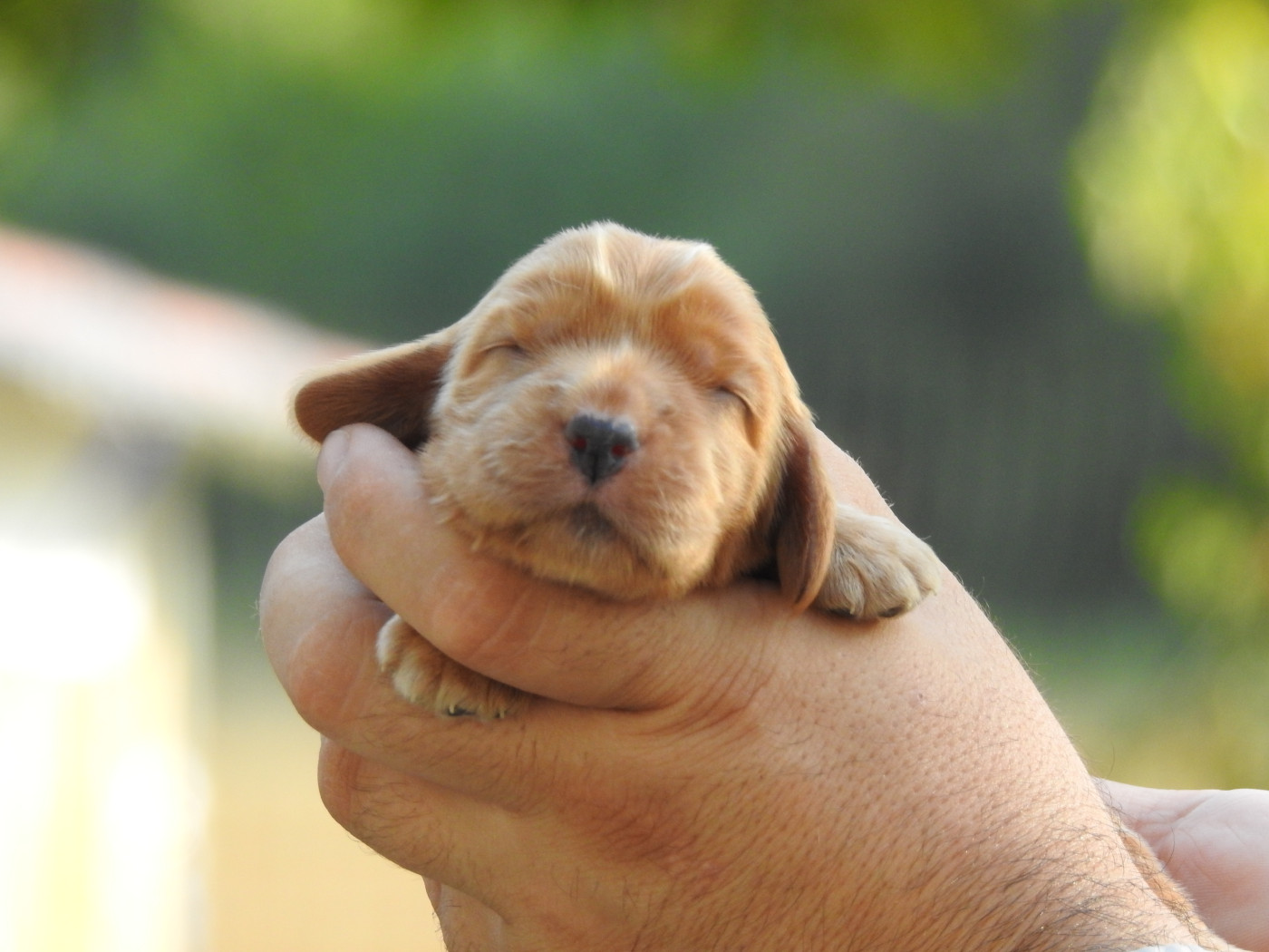 Du Clos De La Majesty - Chiots disponibles - Cocker Spaniel Anglais