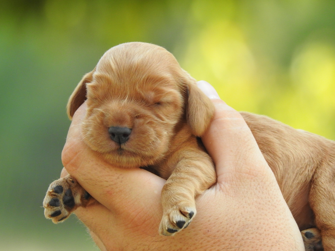 Du Clos De La Majesty - Chiots disponibles - Cocker Spaniel Anglais