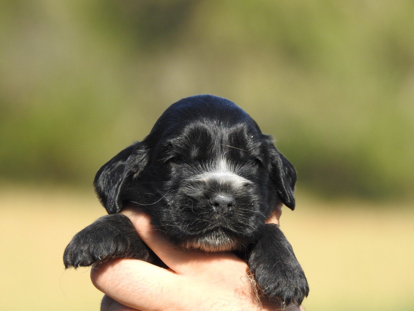 Du Clos De La Majesty - Chiots disponibles - Cocker Spaniel Anglais
