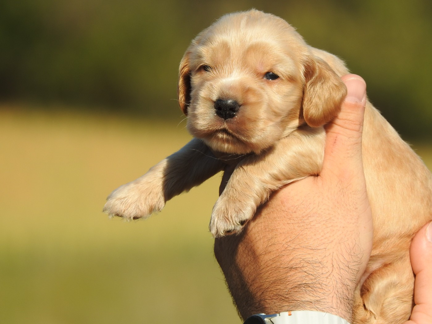 Du Clos De La Majesty - Chiots disponibles - Cocker Spaniel Anglais