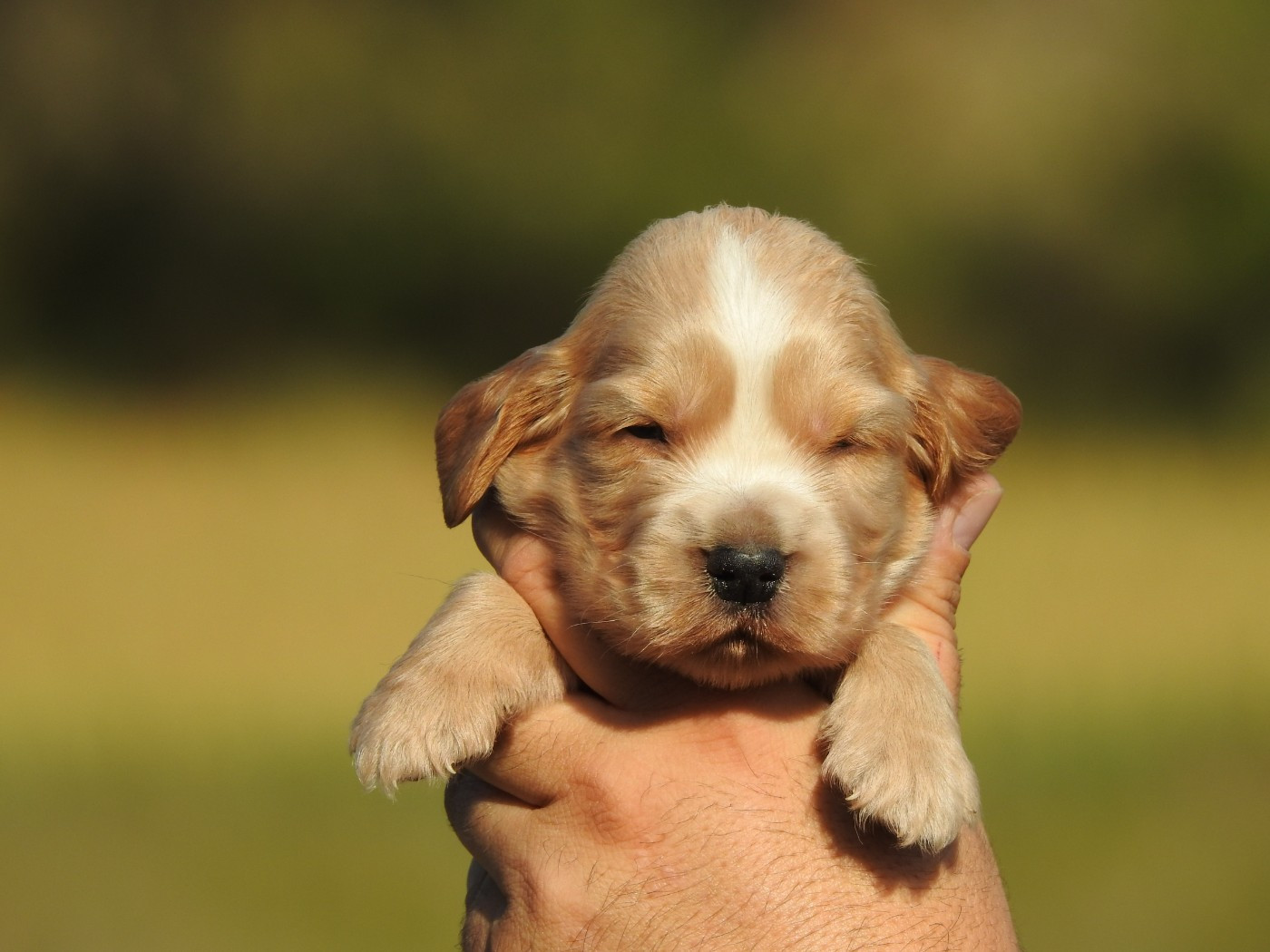 Du Clos De La Majesty - Chiots disponibles - Cocker Spaniel Anglais