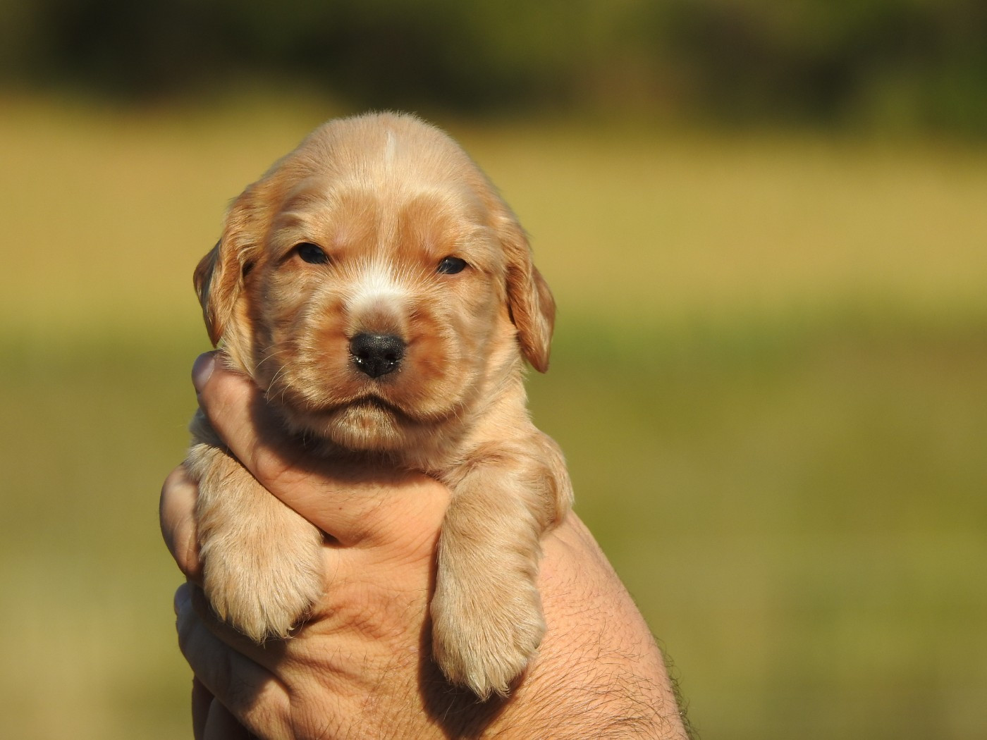 Du Clos De La Majesty - Chiots disponibles - Cocker Spaniel Anglais