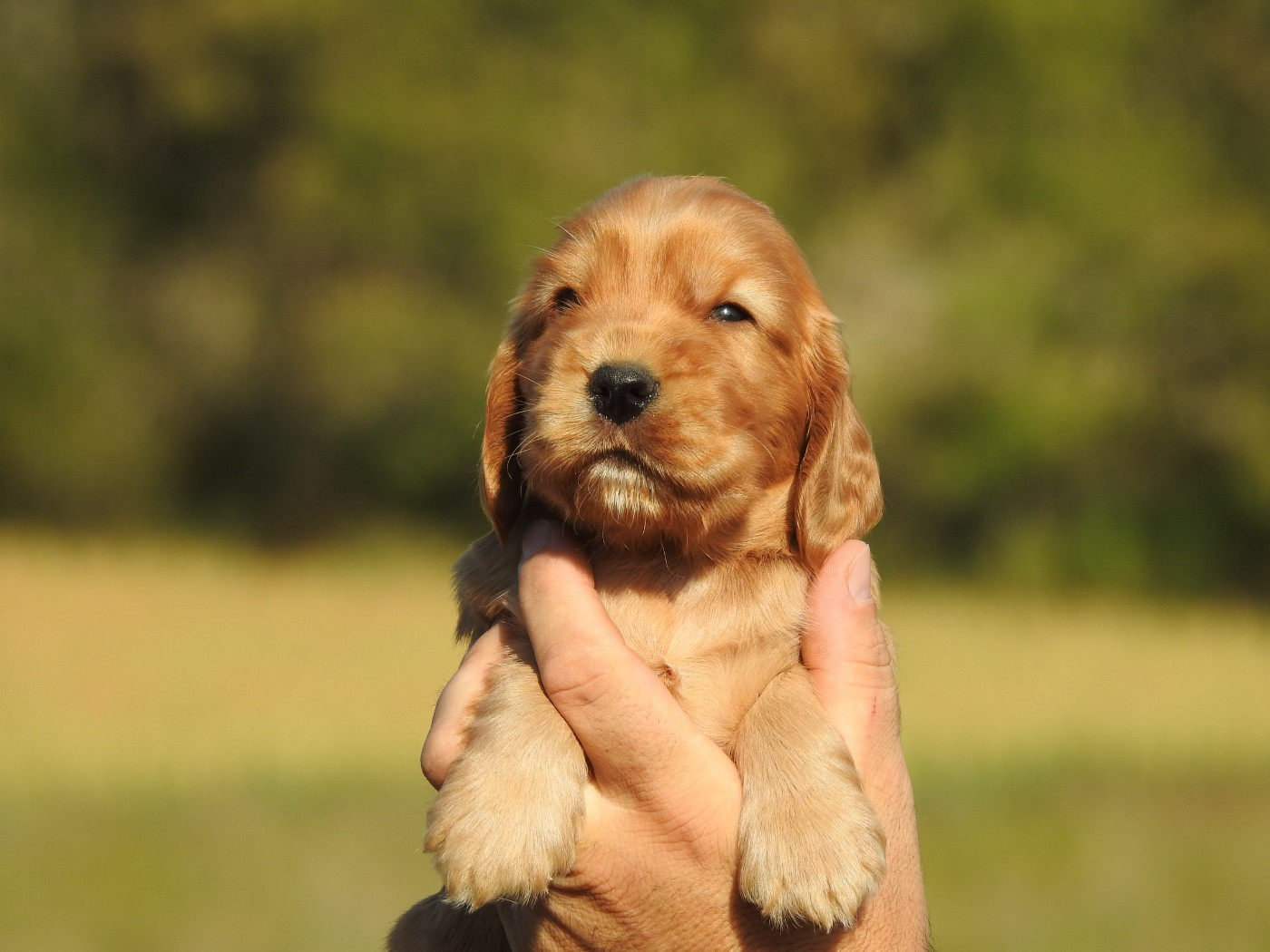 Du Clos De La Majesty - Chiots disponibles - Cocker Spaniel Anglais