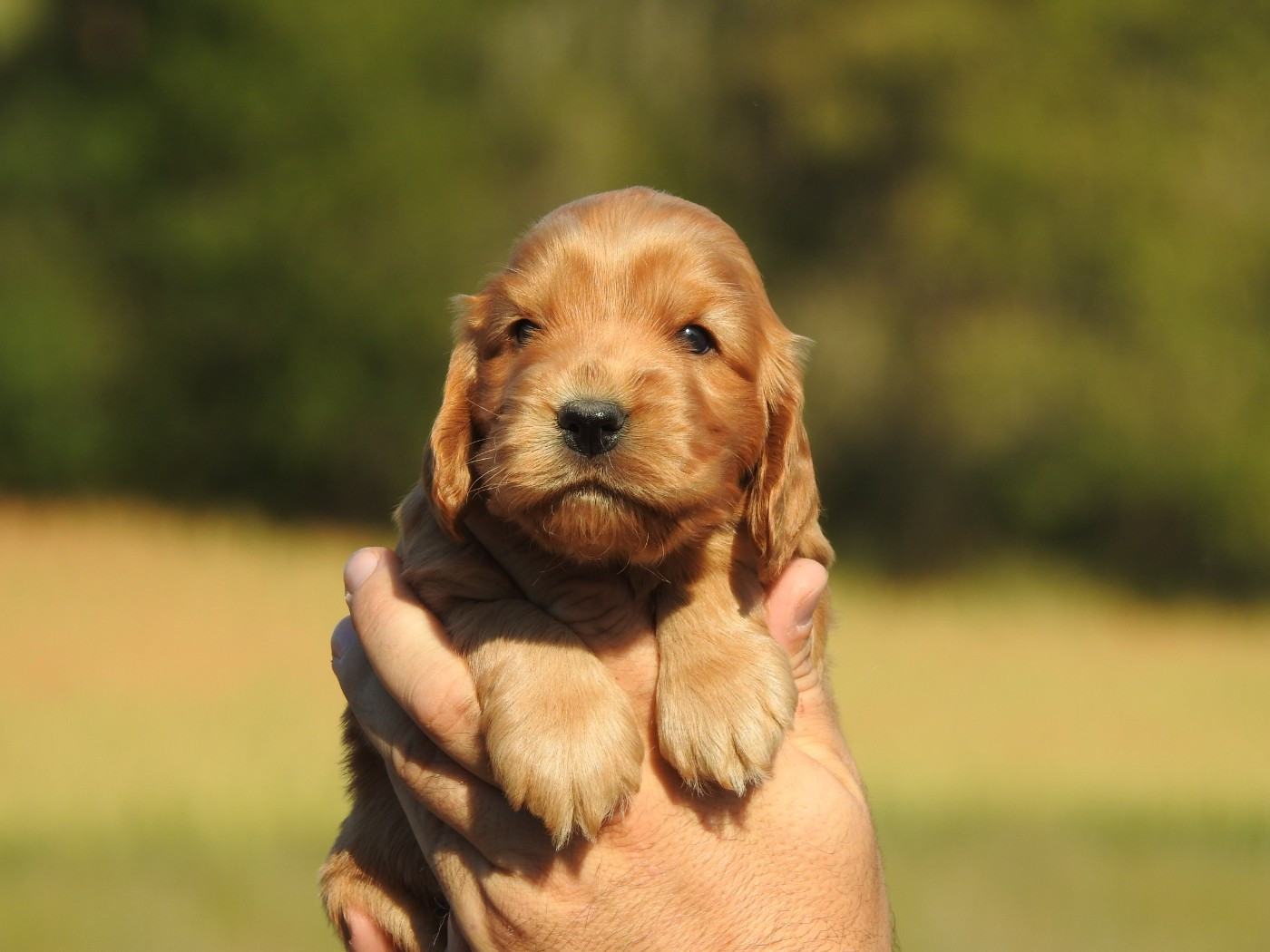 Du Clos De La Majesty - Chiots disponibles - Cocker Spaniel Anglais