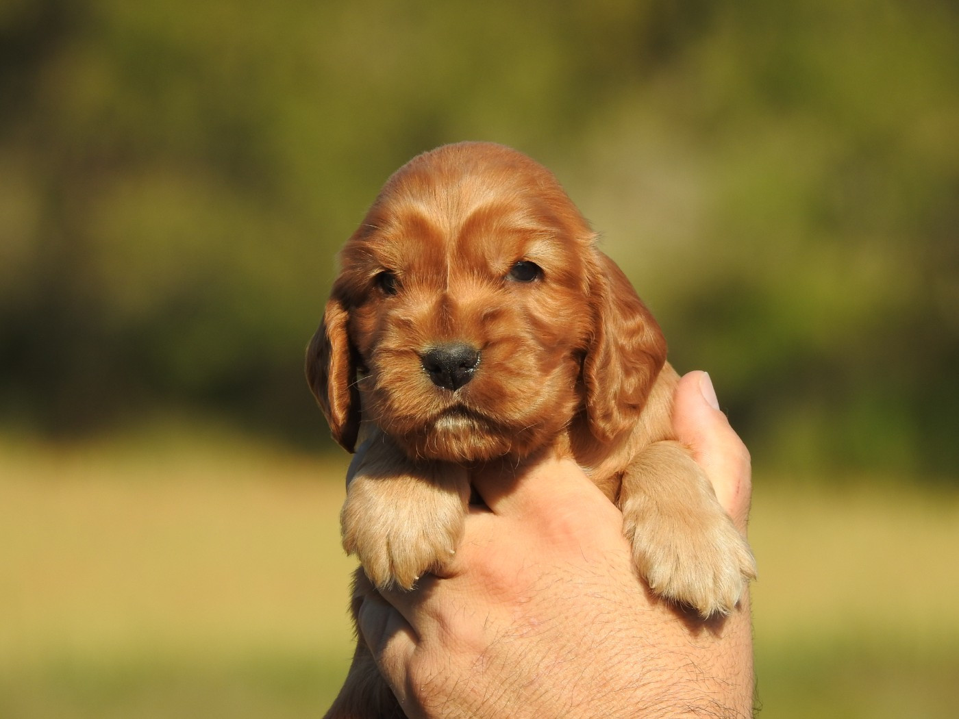 Du Clos De La Majesty - Chiots disponibles - Cocker Spaniel Anglais