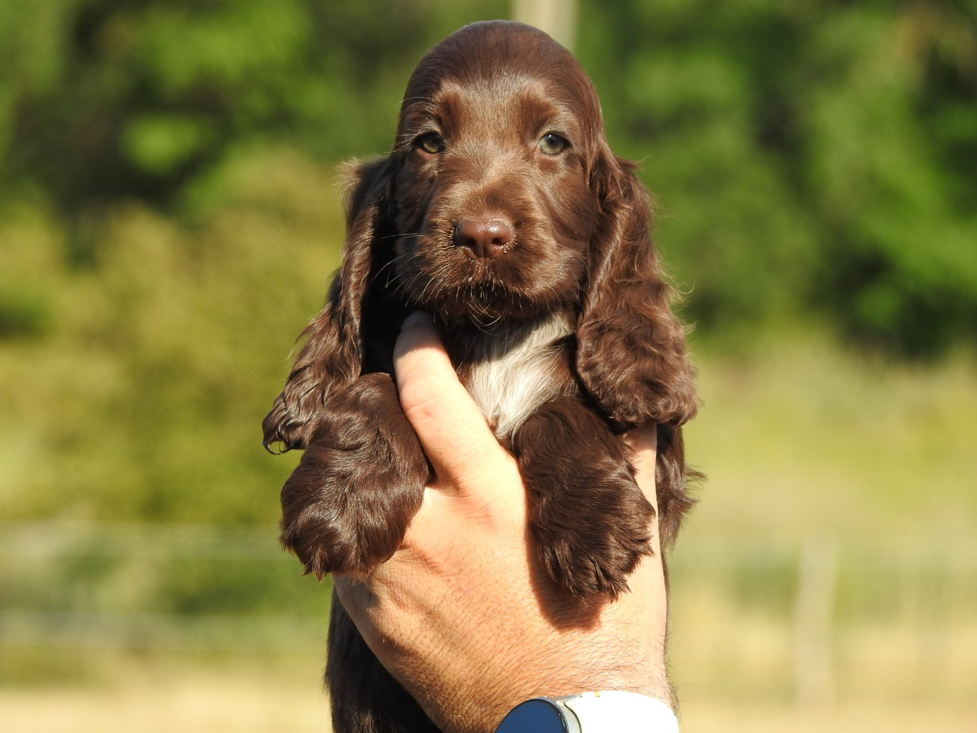 Du Clos De La Majesty - Chiots disponibles - Cocker Spaniel Anglais