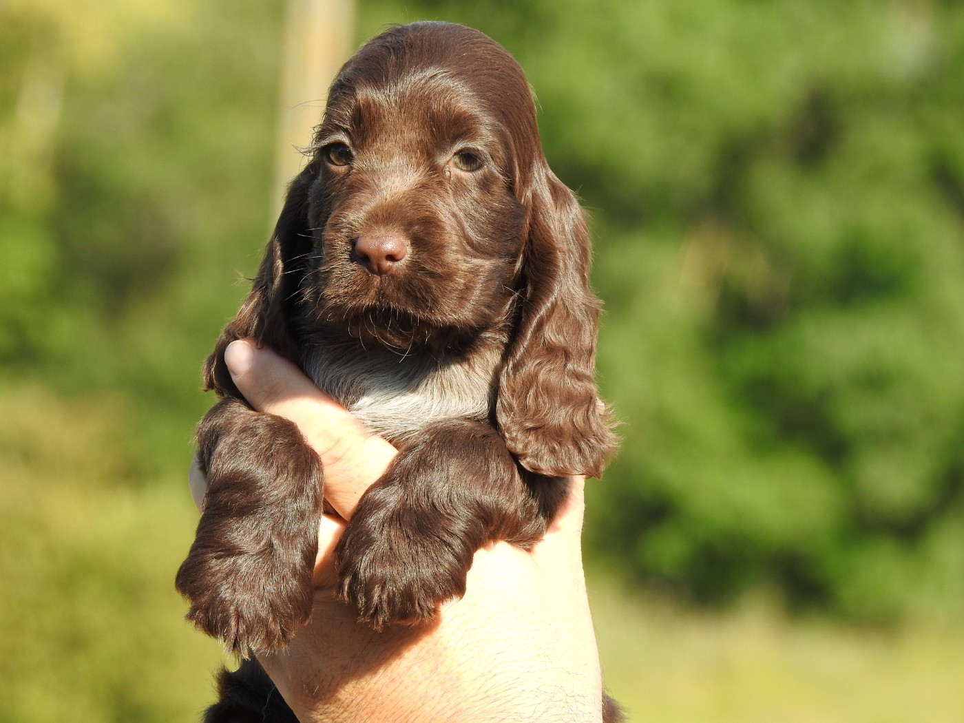 Chiot Cocker Spaniel Anglais Du Clos De La Majesty
