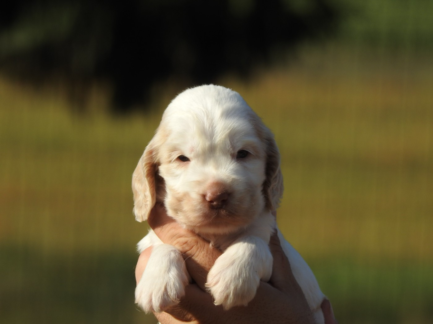 Du Clos De La Majesty - Chiots disponibles - Cocker Spaniel Anglais