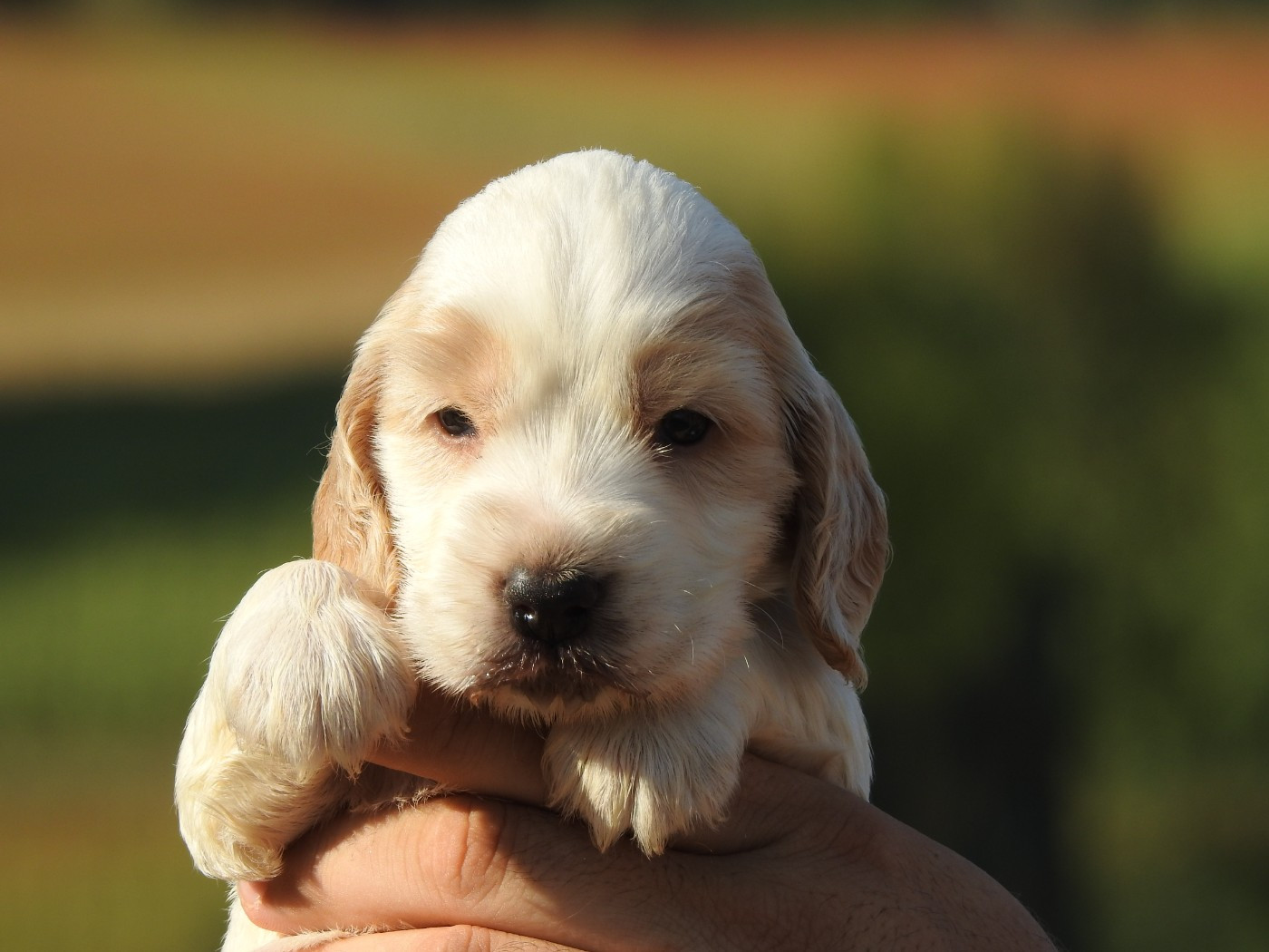 Du Clos De La Majesty - Chiots disponibles - Cocker Spaniel Anglais