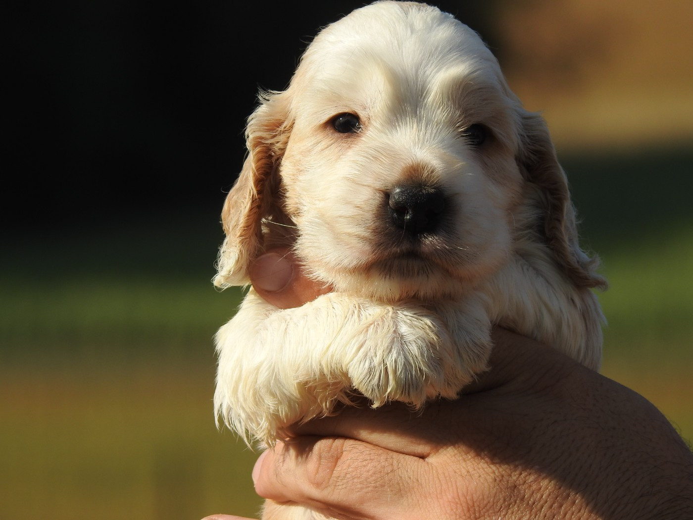 Du Clos De La Majesty - Chiots disponibles - Cocker Spaniel Anglais