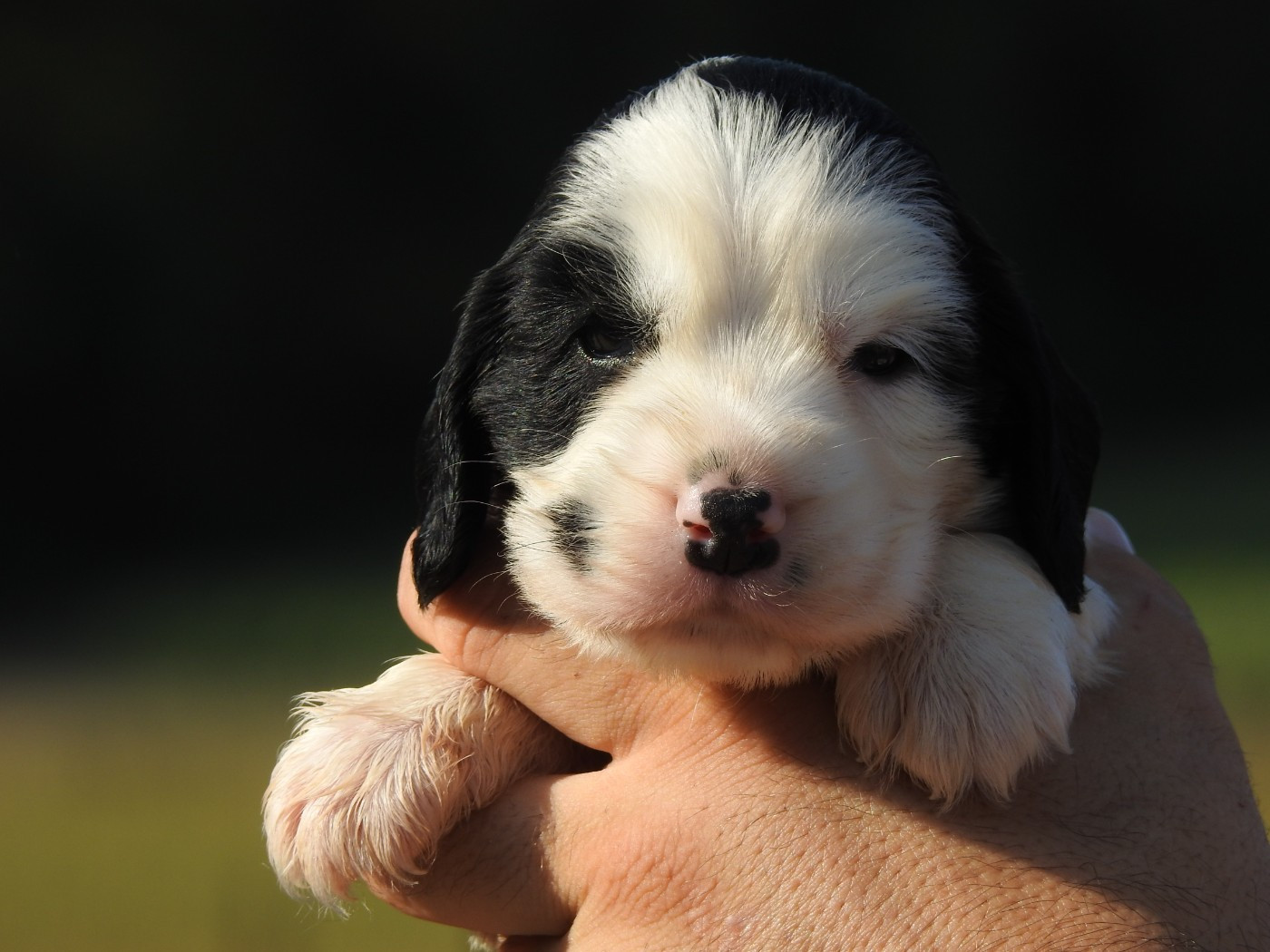 Du Clos De La Majesty - Chiots disponibles - Cocker Spaniel Anglais