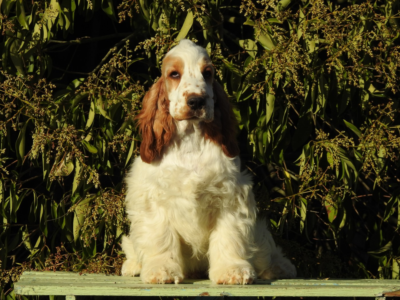 Du Clos De La Majesty - Chiots disponibles - Cocker Spaniel Anglais