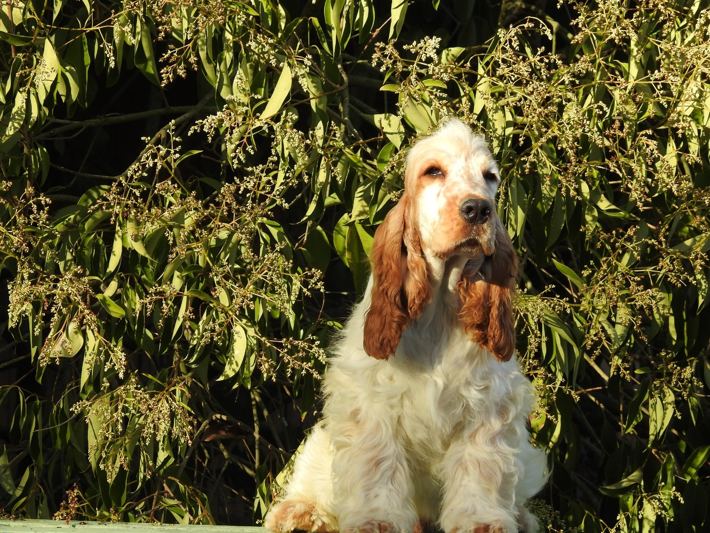 Du Clos De La Majesty - Chiots disponibles - Cocker Spaniel Anglais
