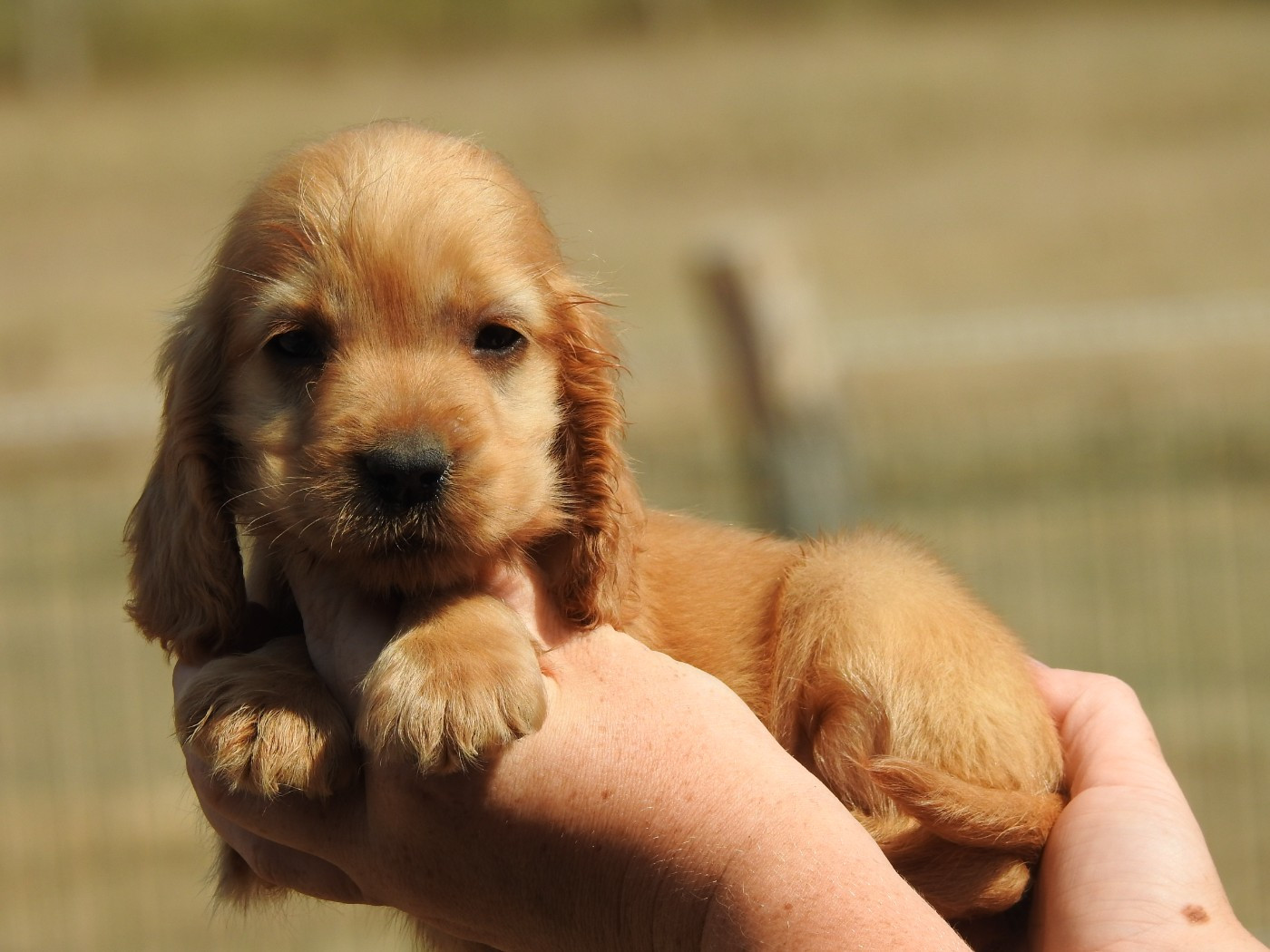 Du Clos De La Majesty - Chiots disponibles - Cocker Spaniel Anglais