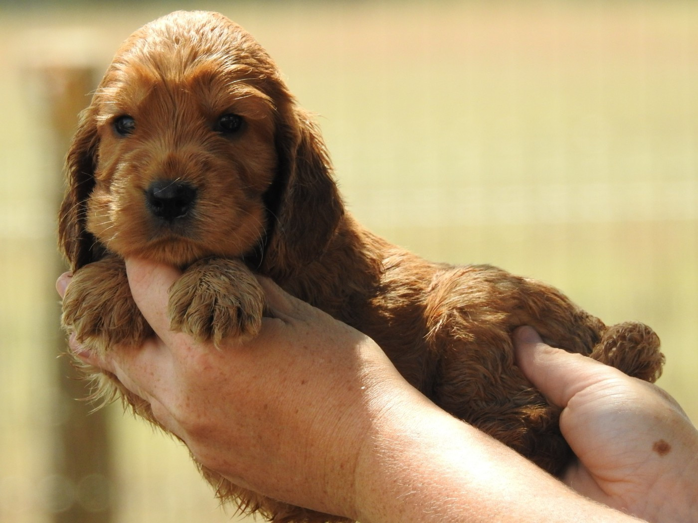 Du Clos De La Majesty - Chiots disponibles - Cocker Spaniel Anglais
