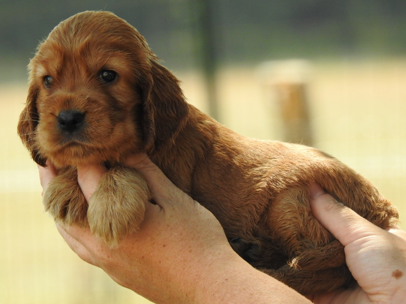 Du Clos De La Majesty - Chiots disponibles - Cocker Spaniel Anglais