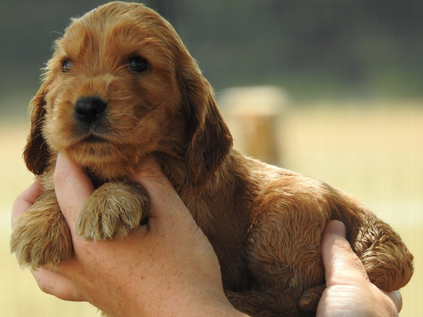 Du Clos De La Majesty - Chiots disponibles - Cocker Spaniel Anglais